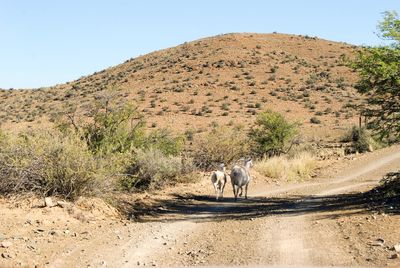 Horses on road by mountain against clear sky