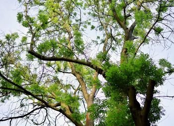 Low angle view of tree against sky