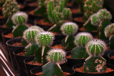 High angle view of potted cactus plants