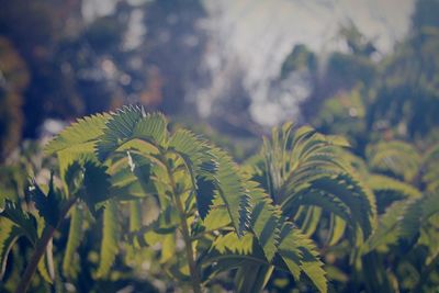 Close-up of fresh green plants