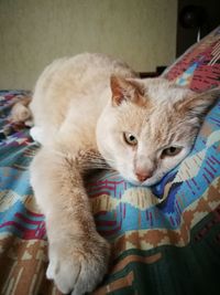 Portrait of cat lying on bed at home