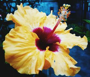 Macro shot of yellow hibiscus flower