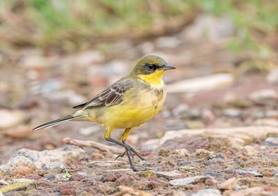 Western yellow wagtail walking away from being photographed 