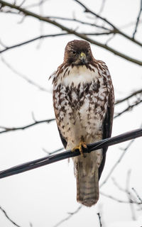 Close-up of bird perching on branch