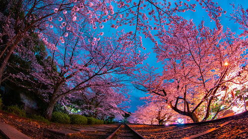 Cherry blossom tree against sky during autumn