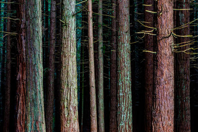 Rotorua redwoods forest