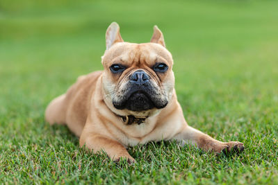 Portrait of dog on grass