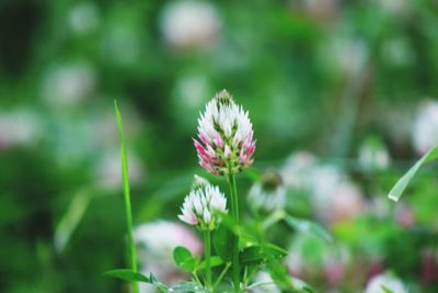 Close-up of flowering plant on field