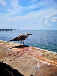 Seagull on a sea