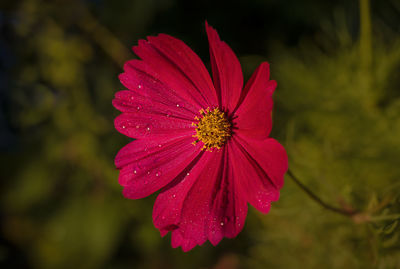 Close-up of pink flower