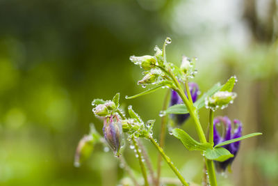 Rain drops on the plant, macro and close-up of the drops, rainy weather