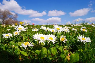 Close-up of white daisy flowers