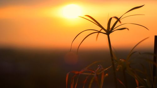 Close-up of silhouette plant against sky during sunset