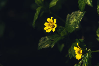 Close-up of yellow flowering plant