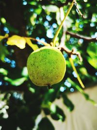 Close-up of fruit on tree