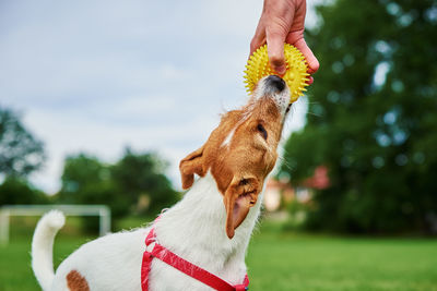 Dog walking on green grass, playing with ball