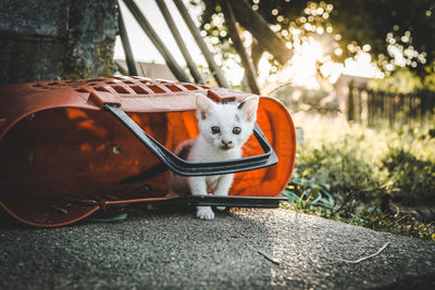 Close-up portrait of a cat in red basket