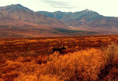 Scenic view of landscape