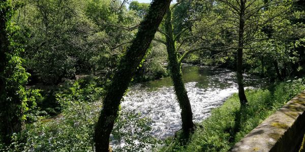 Scenic view of river amidst trees in forest