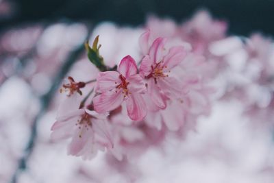 Close-up of pink flowers blooming on tree