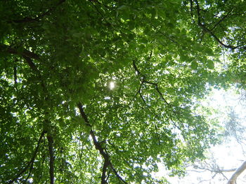 Low angle view of trees against sky