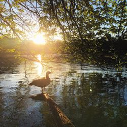 Scenic view of sunset over lake