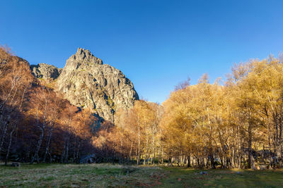Panoramic shot of trees on landscape against clear blue sky