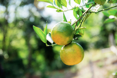 Close-up of fruits on tree