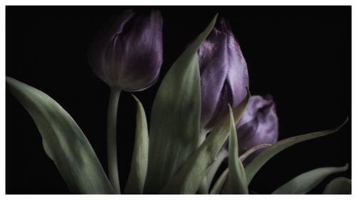 Close-up of purple flowers