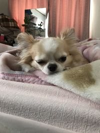 Dog relaxing on sofa at home