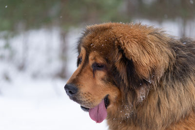 Tibetan mastiff dog portrait on winter day