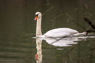 Swan swimming in lake