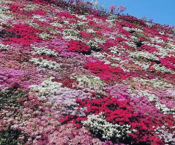 Low angle view of pink flowering tree