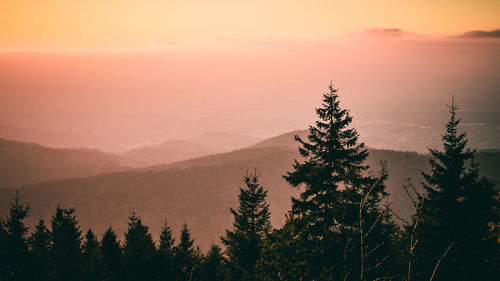 Silhouette trees in forest against sky at sunset