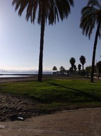Palm trees on beach against clear sky