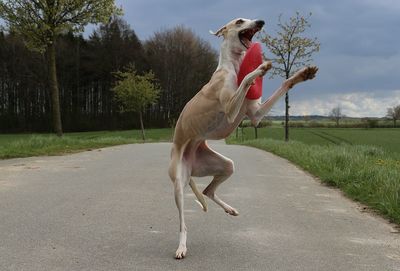 Dog on road by field against sky