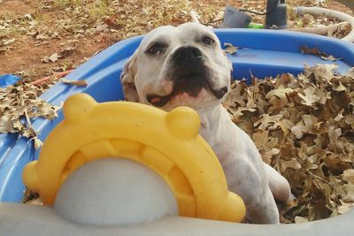 Close-up of dog sitting outdoors