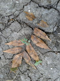 High angle view of leaf on rock