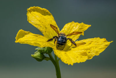 Bee on loofah flower