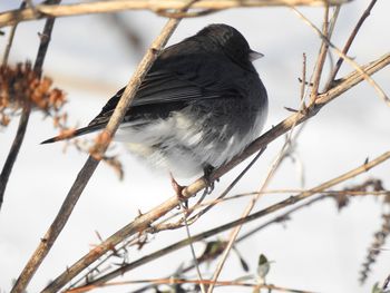 Close-up of bird perching on branch