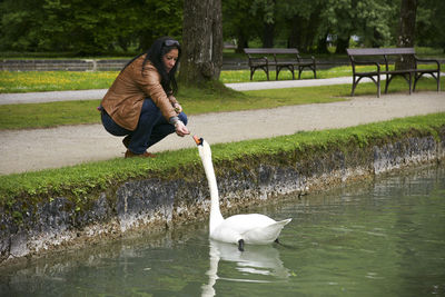 Woman feeding swan swimming in lake