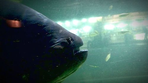 Close-up of sea lion swimming in aquarium