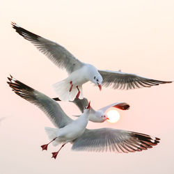 Low angle view of seagulls flying