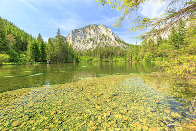 Scenic view of lake by trees against sky