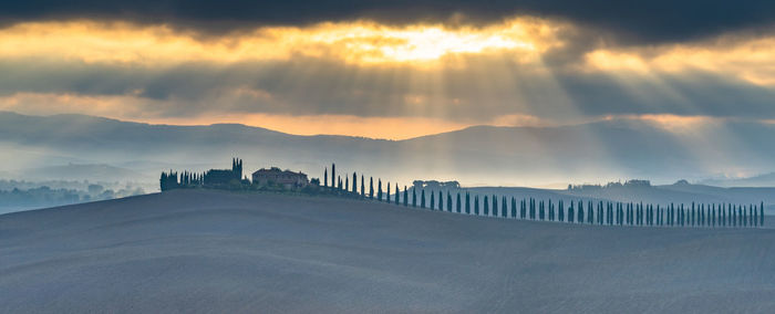 Landscape in tuscany, italian cypress trees rows, countryside farm, cypresses trees