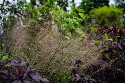 Close-up of fresh green plants in forest