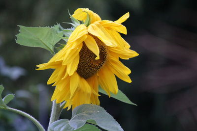 Close-up of yellow flower blooming outdoors