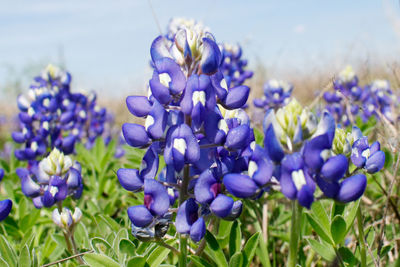 Close-up of purple crocus flowers