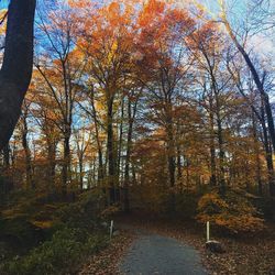 Trees growing in forest during autumn