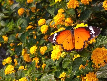 Butterfly on yellow flower